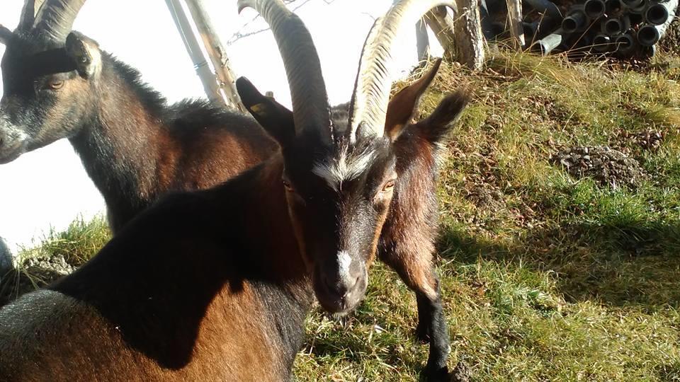 Biobergbauernhof Brandenau Lägenhet Taxenbach Rum bild