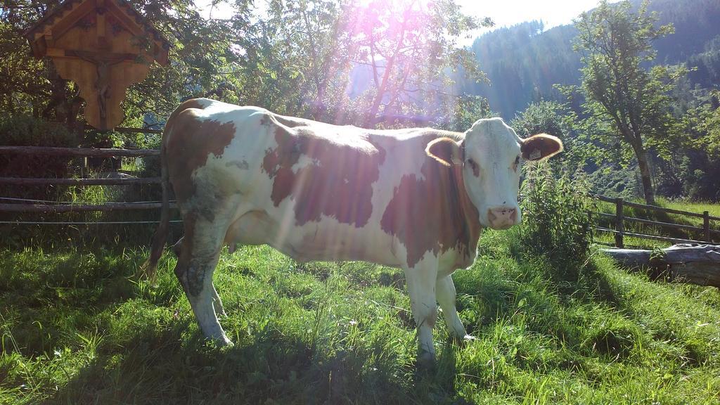 Biobergbauernhof Brandenau Lägenhet Taxenbach Exteriör bild